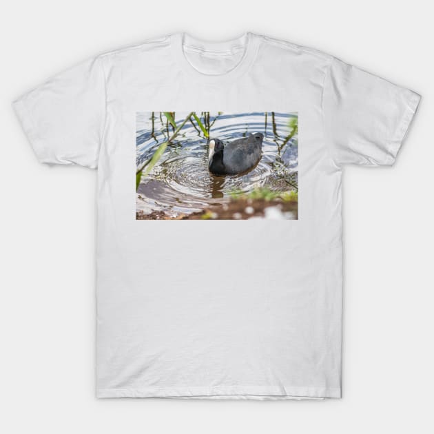 Hawaiian coot of Honolulu T-Shirt by KensLensDesigns